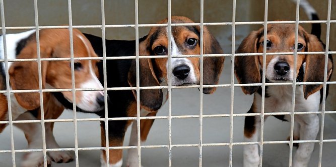 test-pesticide-chien-canada-2