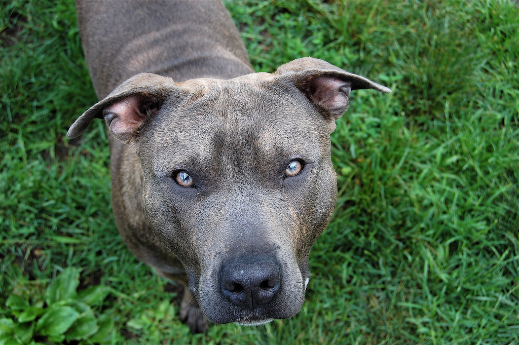 pit-bull-sad-rescue-shelter