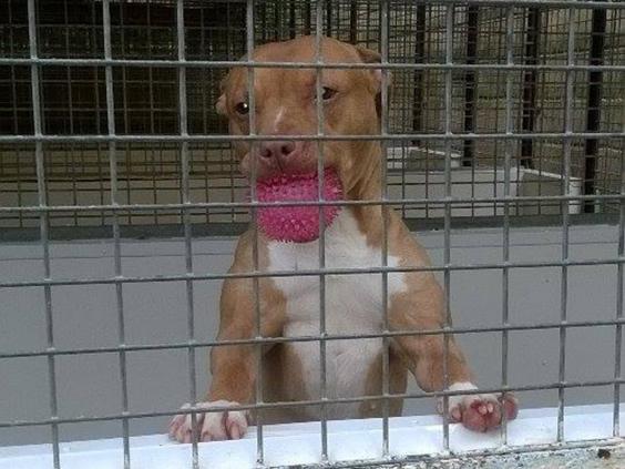 stella-pitbull-police-locked-2