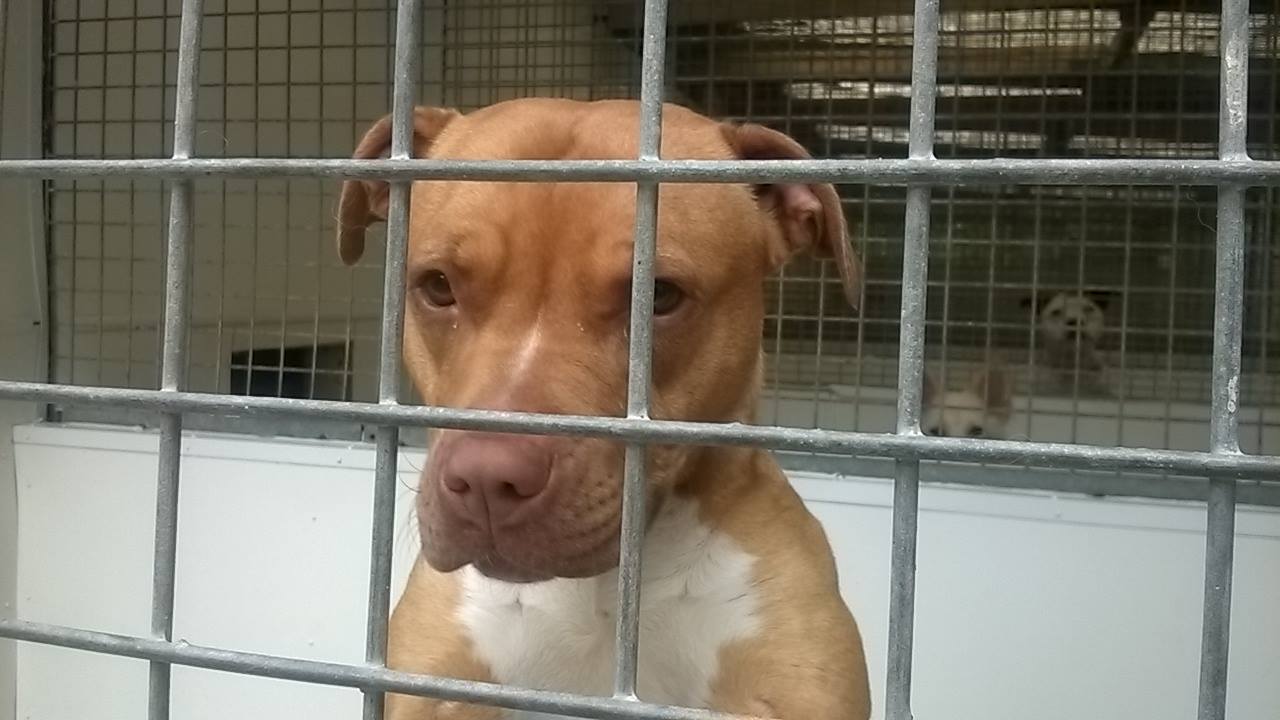 stella-pitbull-police-locked-3