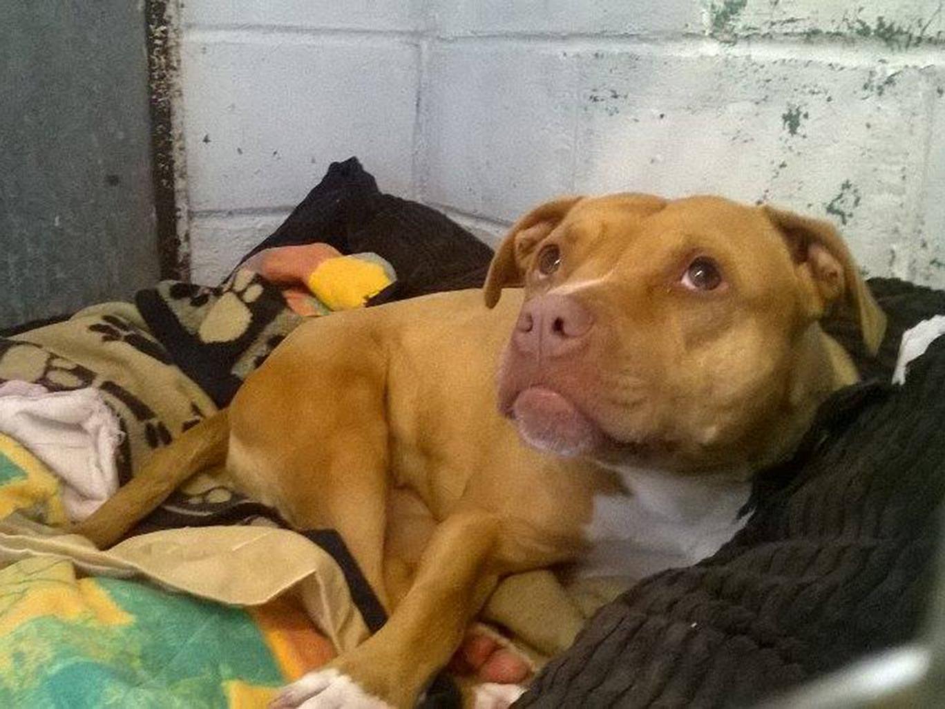 stella-pitbull-police-locked-4