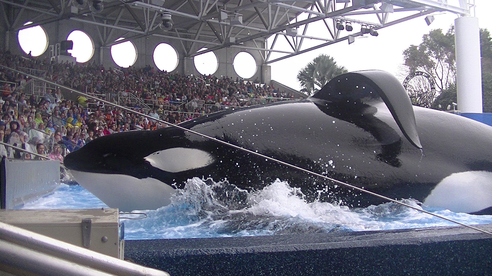 tilikum-seaworld-3