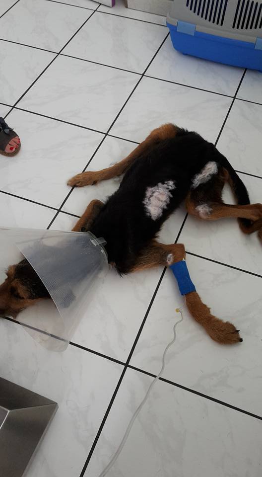 martin-reunion-sauve-sabre5