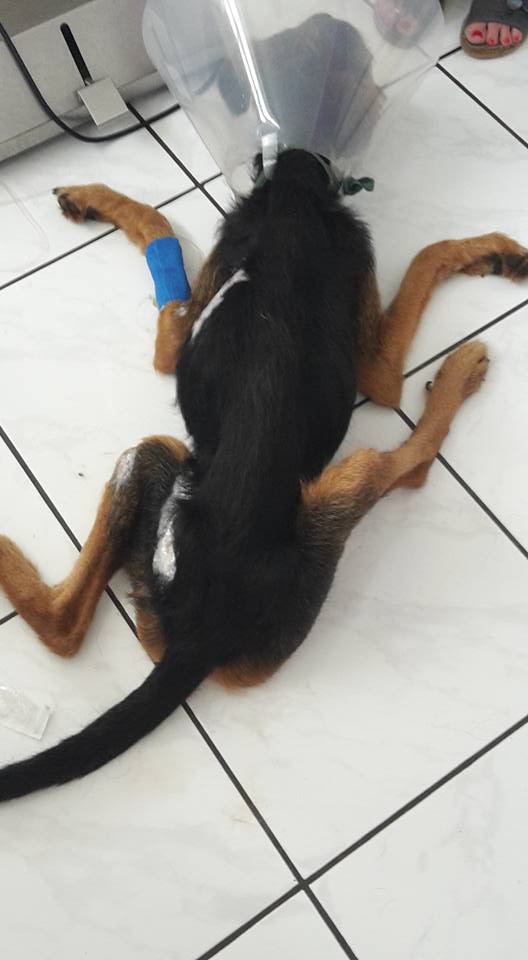 martin-reunion-sauve-sabre4