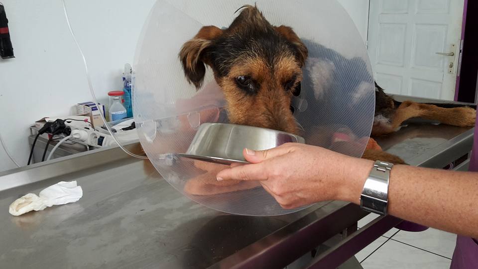 martin-reunion-sauve-sabre (2)