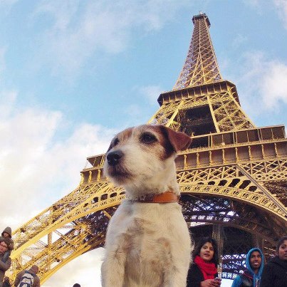 Uggie-Eiffel-Tower