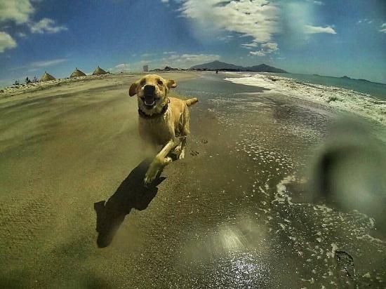 our-dog-loves-it-there