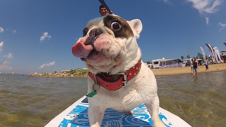 surfing-dog-1