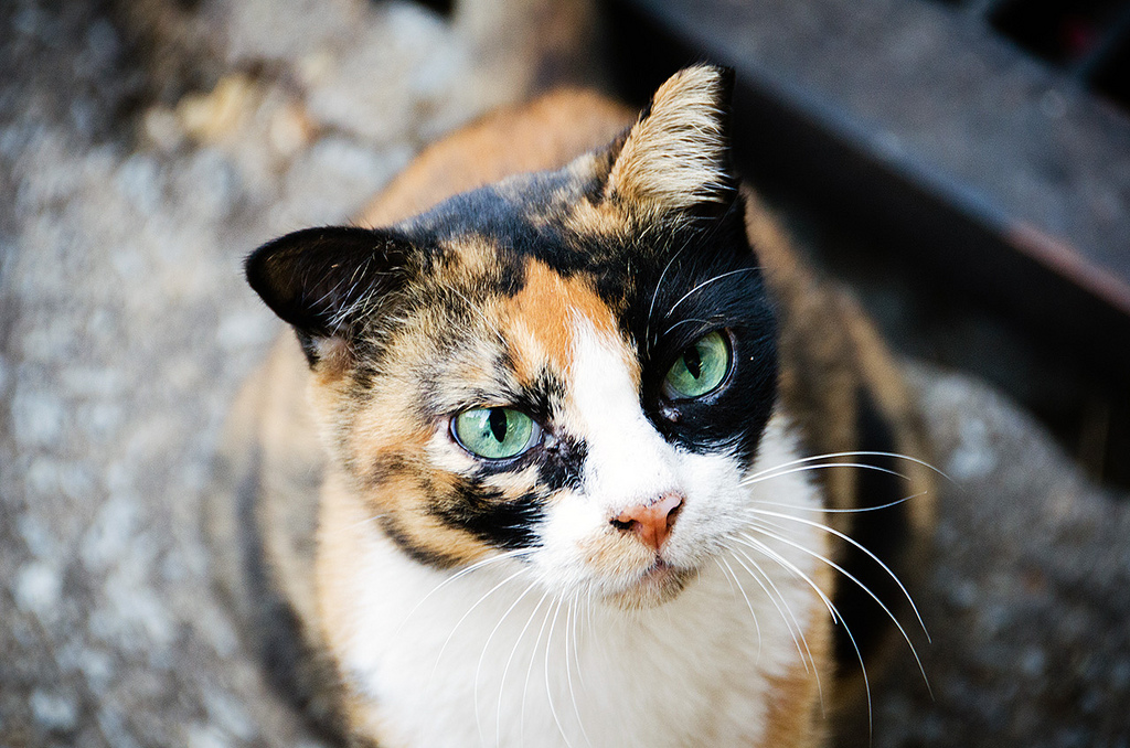 chat-communication-bicolore