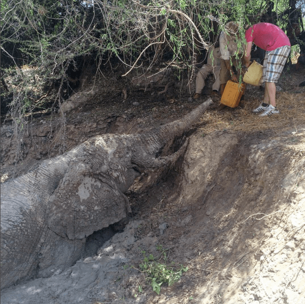 elephant-water-gallons