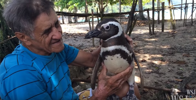 dindim-manchot-sauveur-8