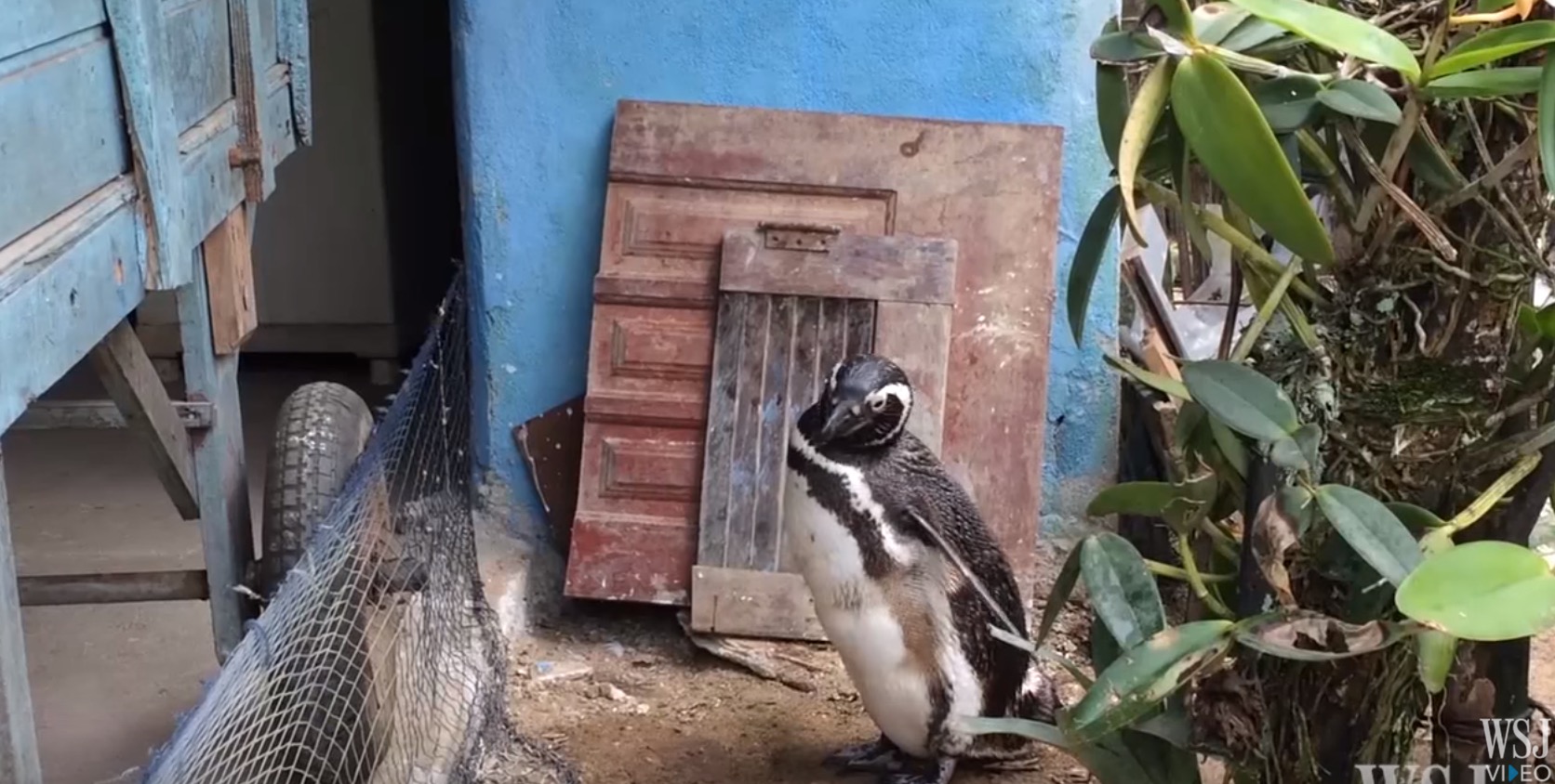 dindim-manchot-sauveur-12