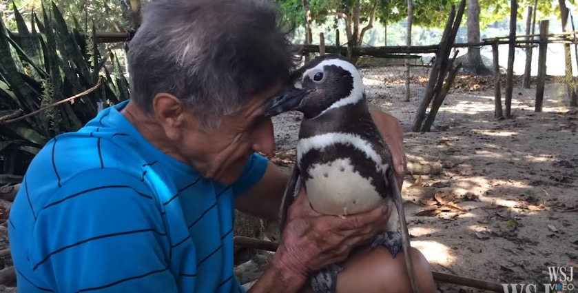 dindim-manchot-sauveur-9