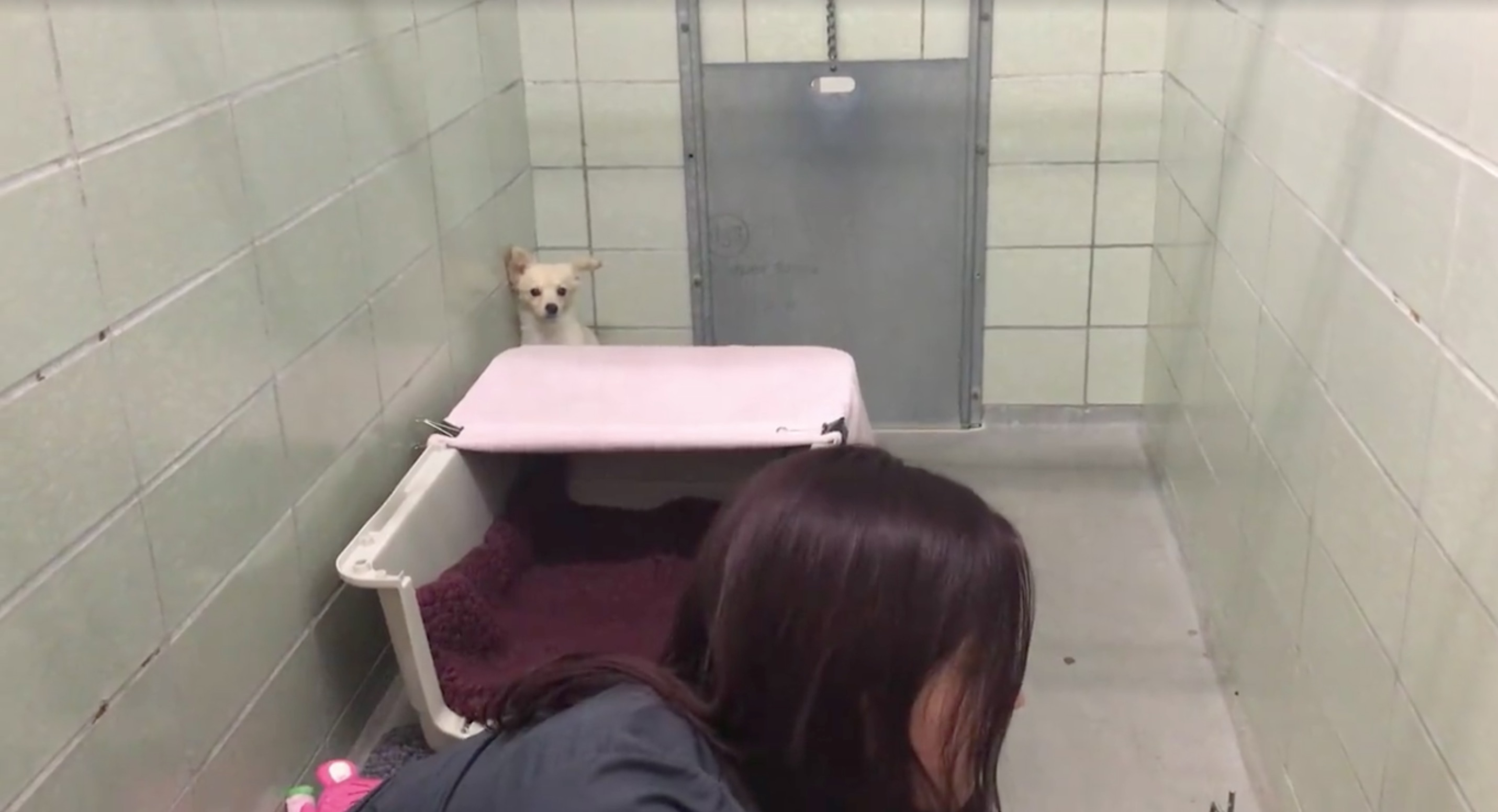 retrouvailles-chienne-chiots-2