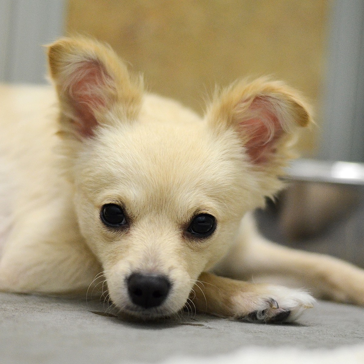 retrouvailles-chienne-chiots-1