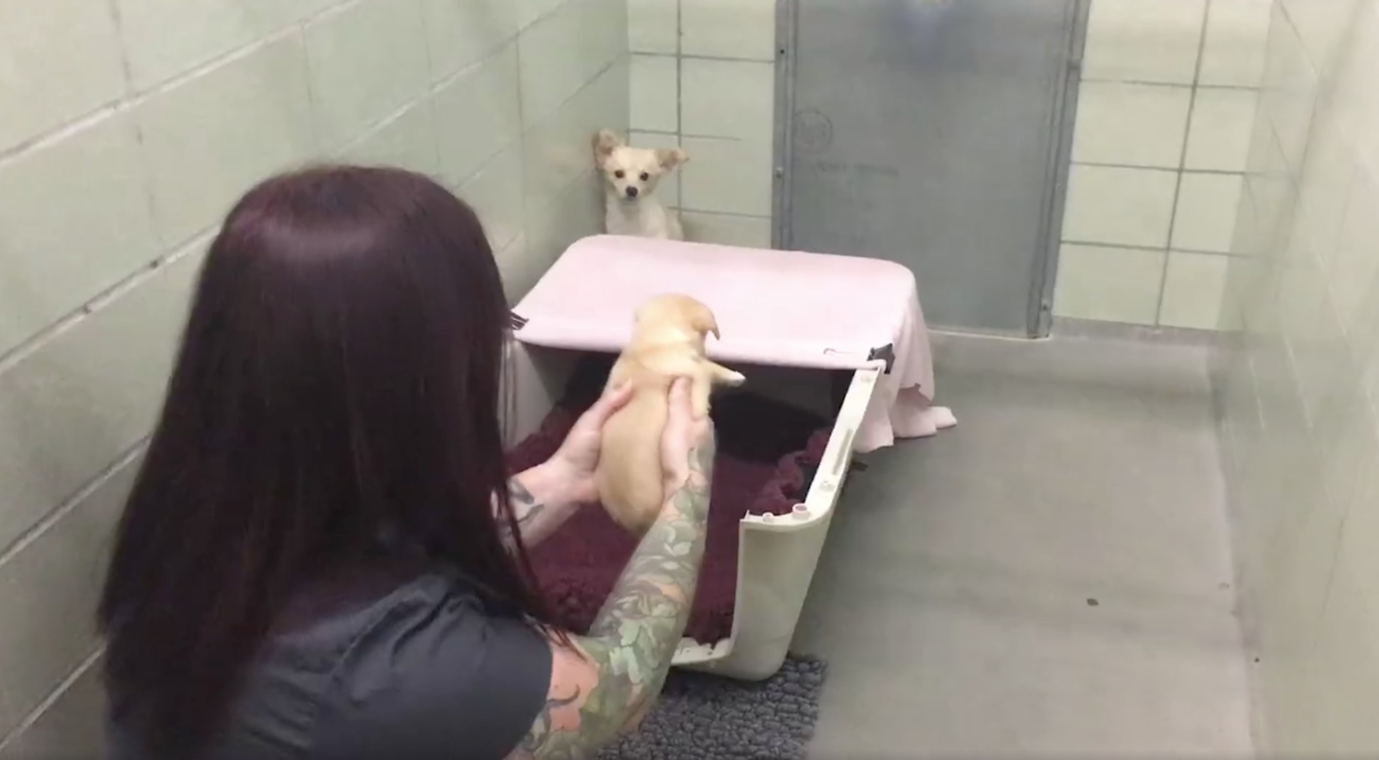 retrouvailles-chienne-chiots-6