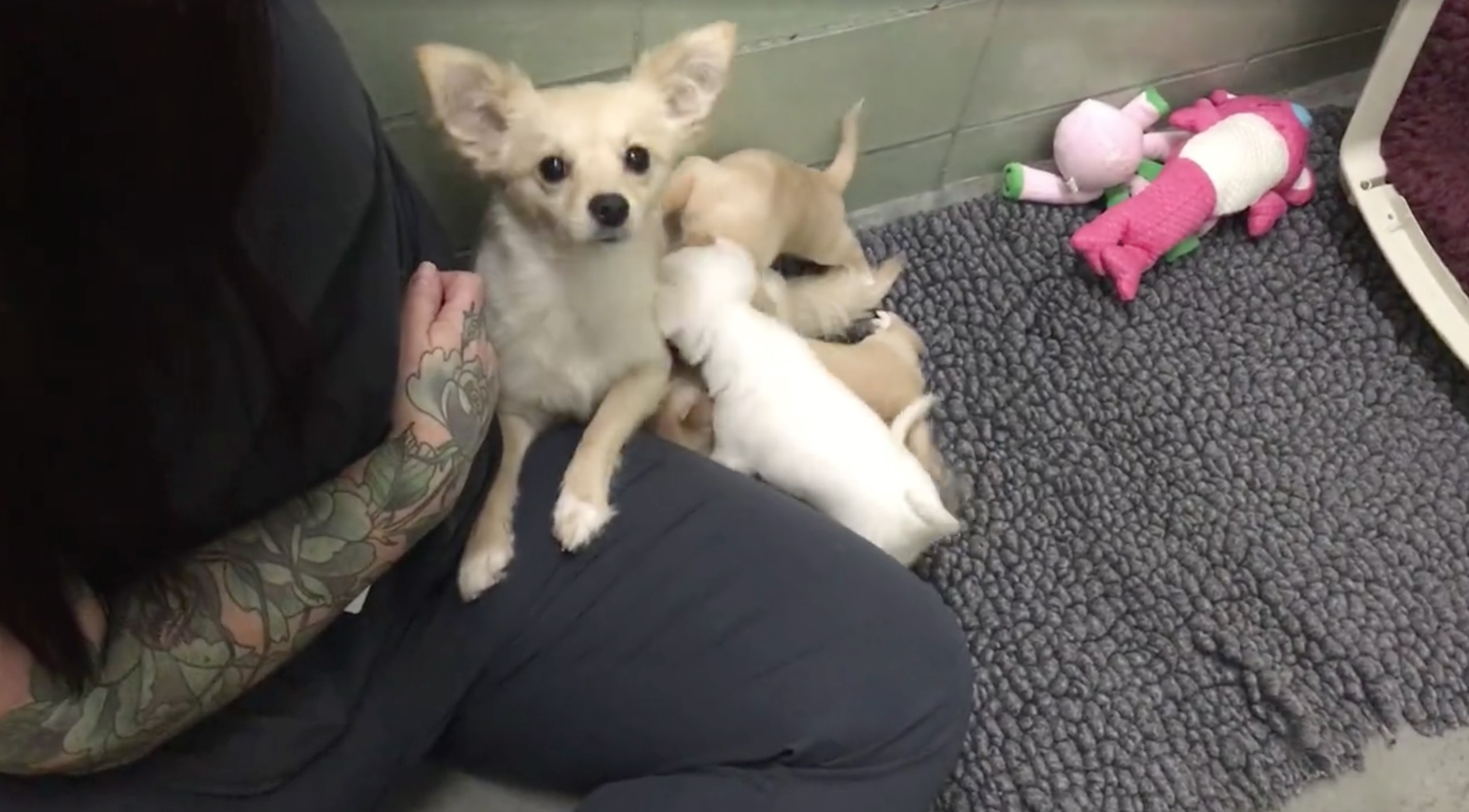 retrouvailles-chienne-chiots-5