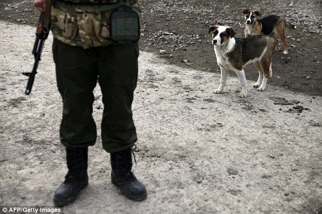 ukraine-soldats-chats-chiens-6