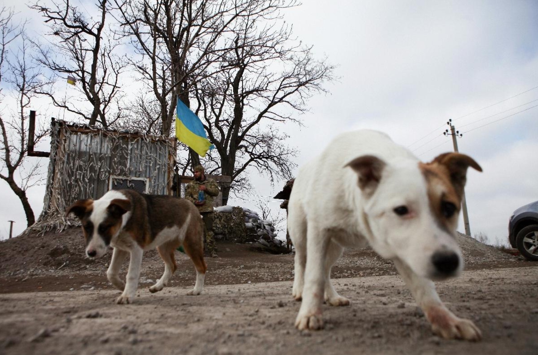 ukraine-soldats-chats-chiens-4