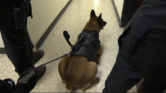 chien-plocier-bruxelles-camera-5