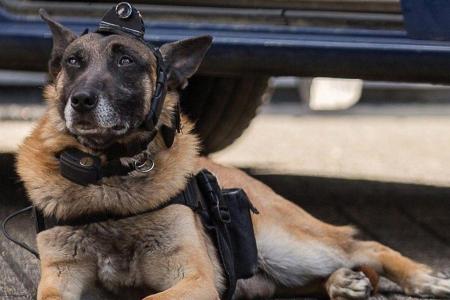 chien-plocier-bruxelles-camera-1