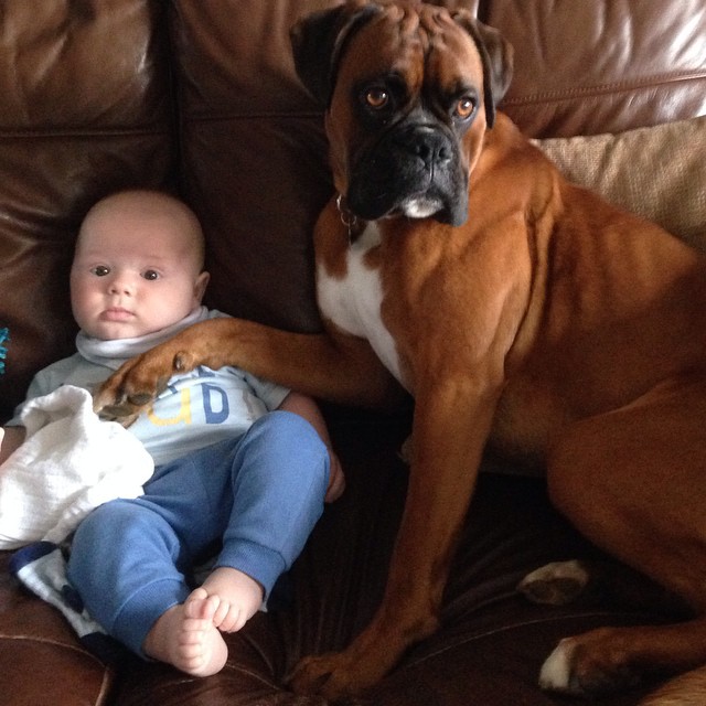 boxer-dog-kid-funny-sitting