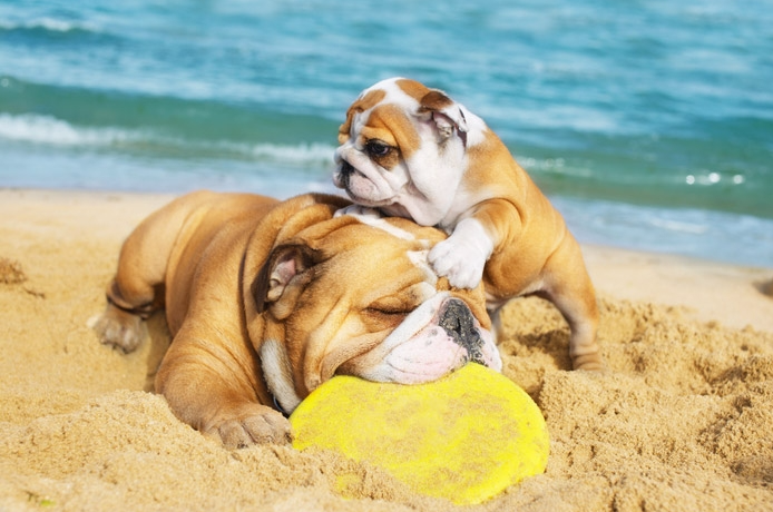 chiens-plage-chiots-vacances