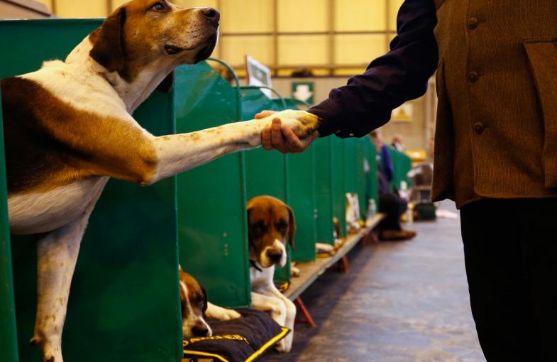 chien-serre-la-patte