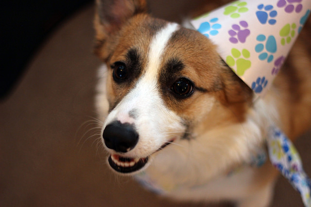 chien-anniversaire-chapeau