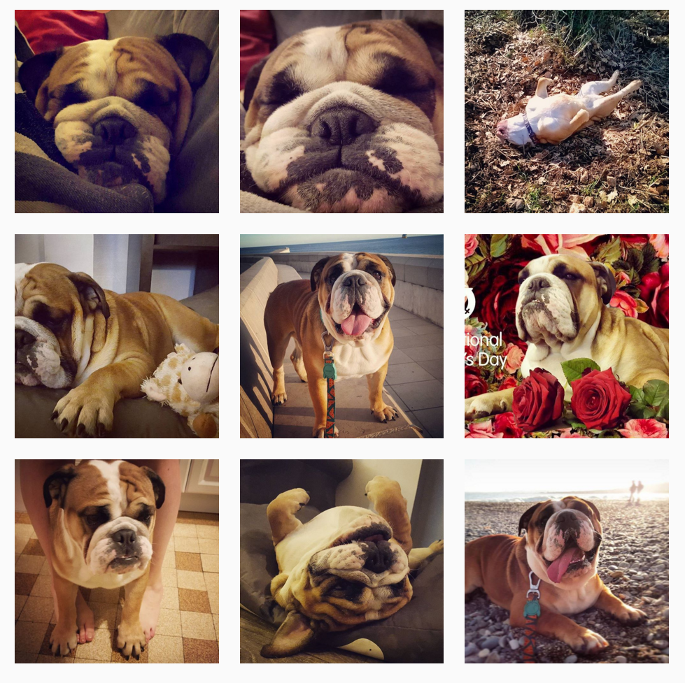 bulldog-instagram-capture