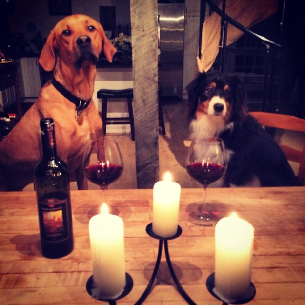 chien-diner-aux-chandelles