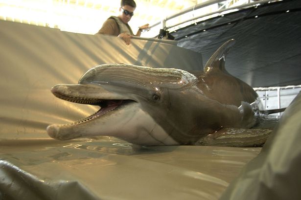 dauphin-combat-russie-militaire-6