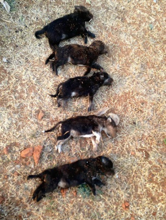 dog-india-puppy-kill-2