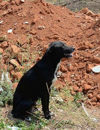 dog-india-puppy-kill