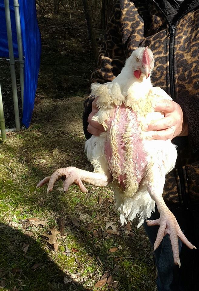 poules-babs-sauvetage-14