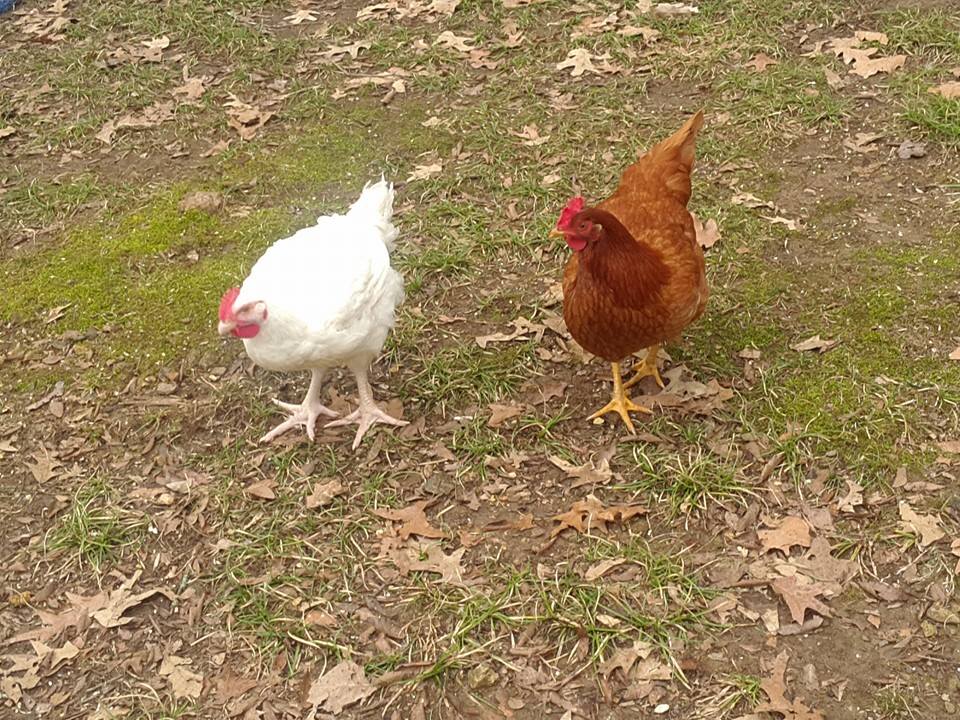 poules-babs-sauvetage-1