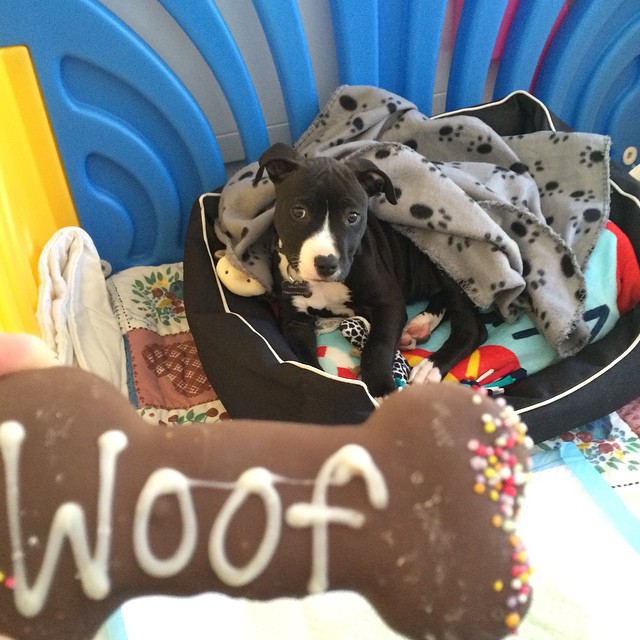 11325919_721873371256499_1306502891_n