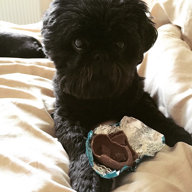 dog-chocolate-signs-cover-5