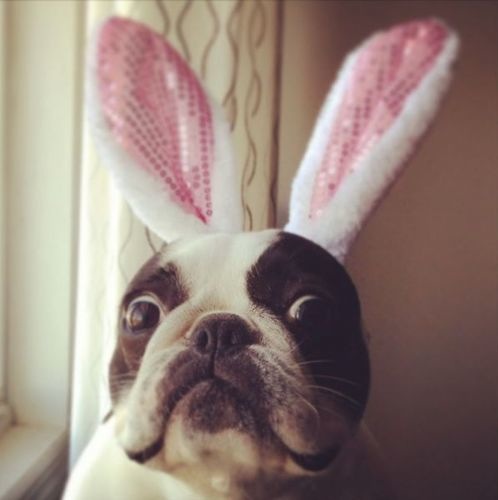 chien-chocolat-danger-pacques