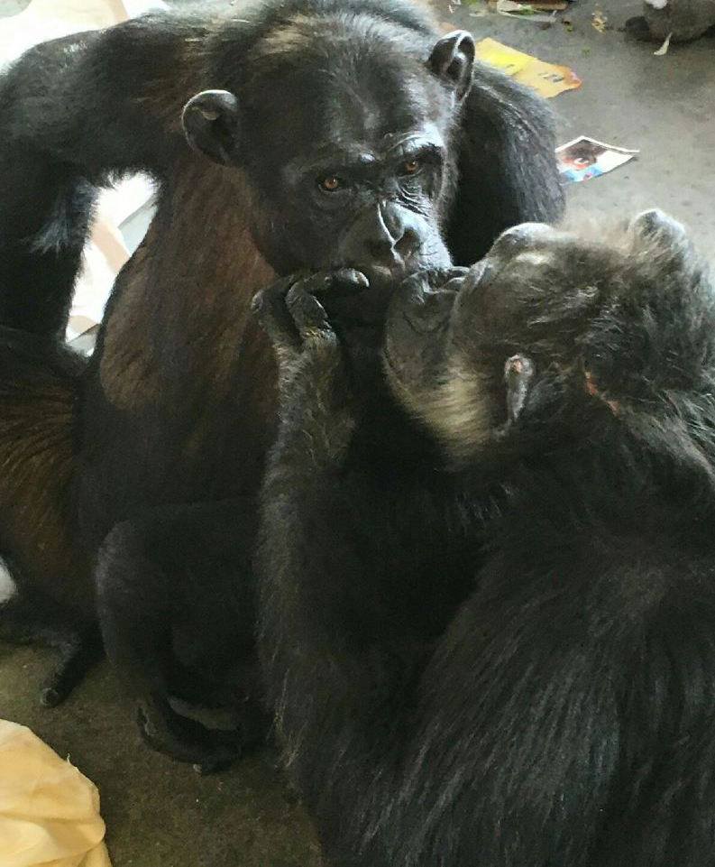 chimpanzes-terry-jeannie-3