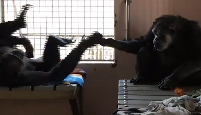 chimpanzes-terry-jeannie-4