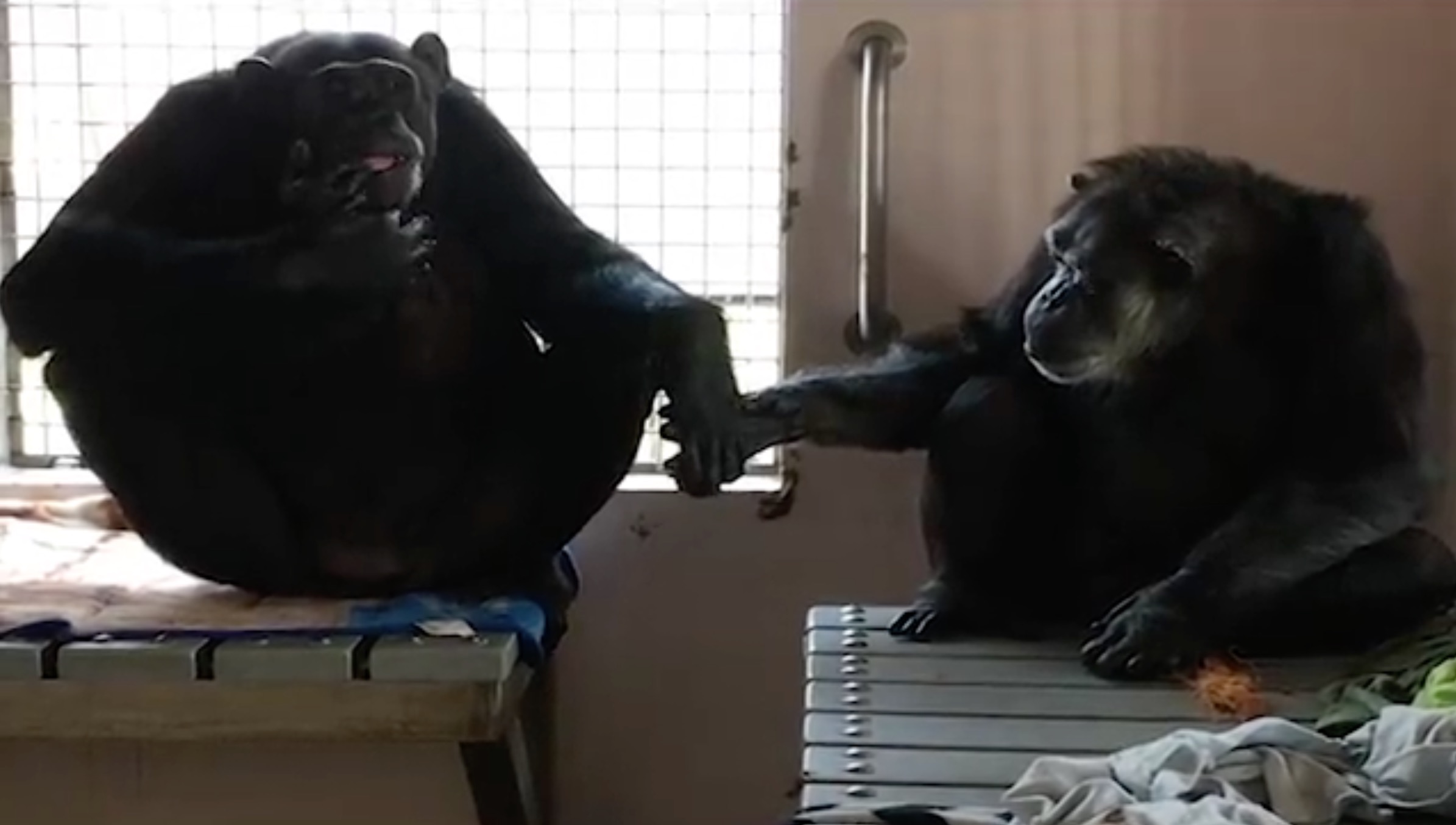 chimpanzes-terry-jeannie-2