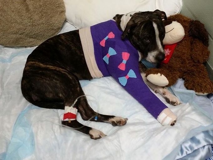 cabela-veterianire-3