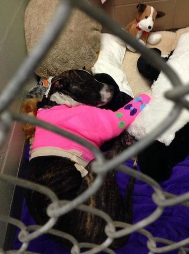 cabela-veterinaire-3