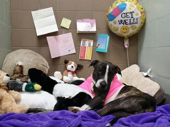 cabela-veterinaire-2