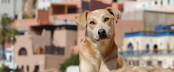 Ksar El Kbir-chiens-massacre-1