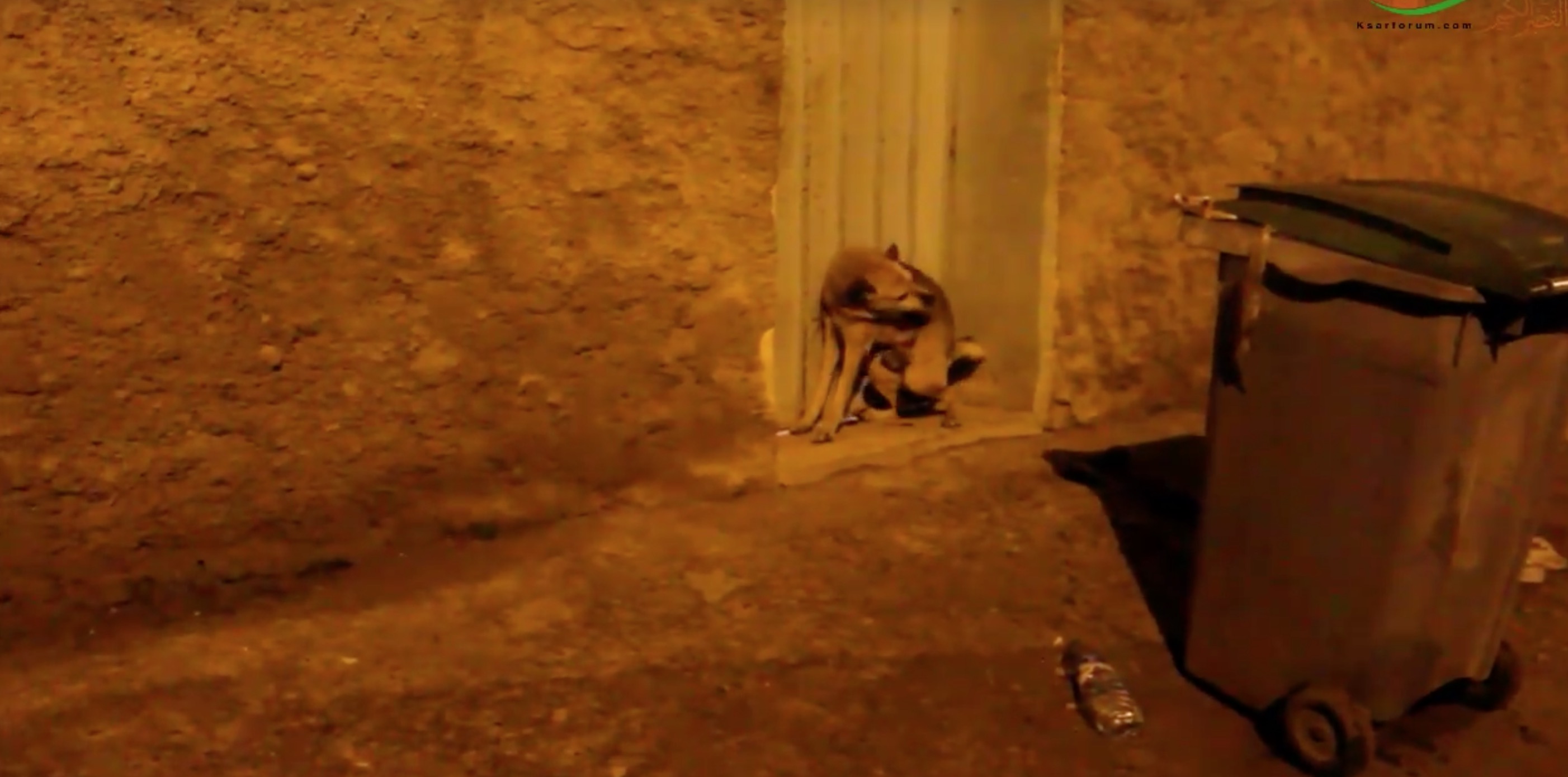 Ksar El Kbir-chiens-massacre-5