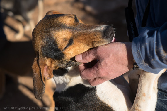 Ksar El Kbir-chiens-massacre-3