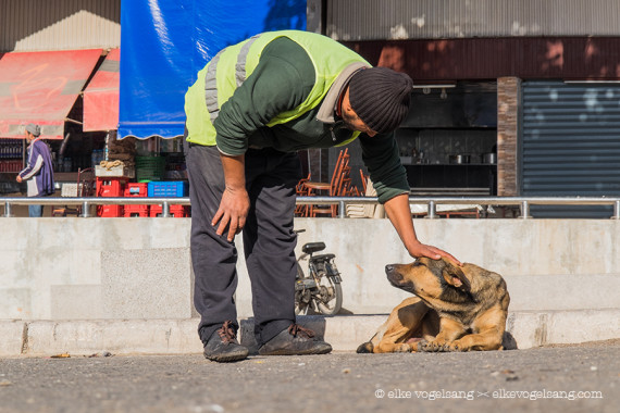 Ksar El Kbir-chiens-massacre-4
