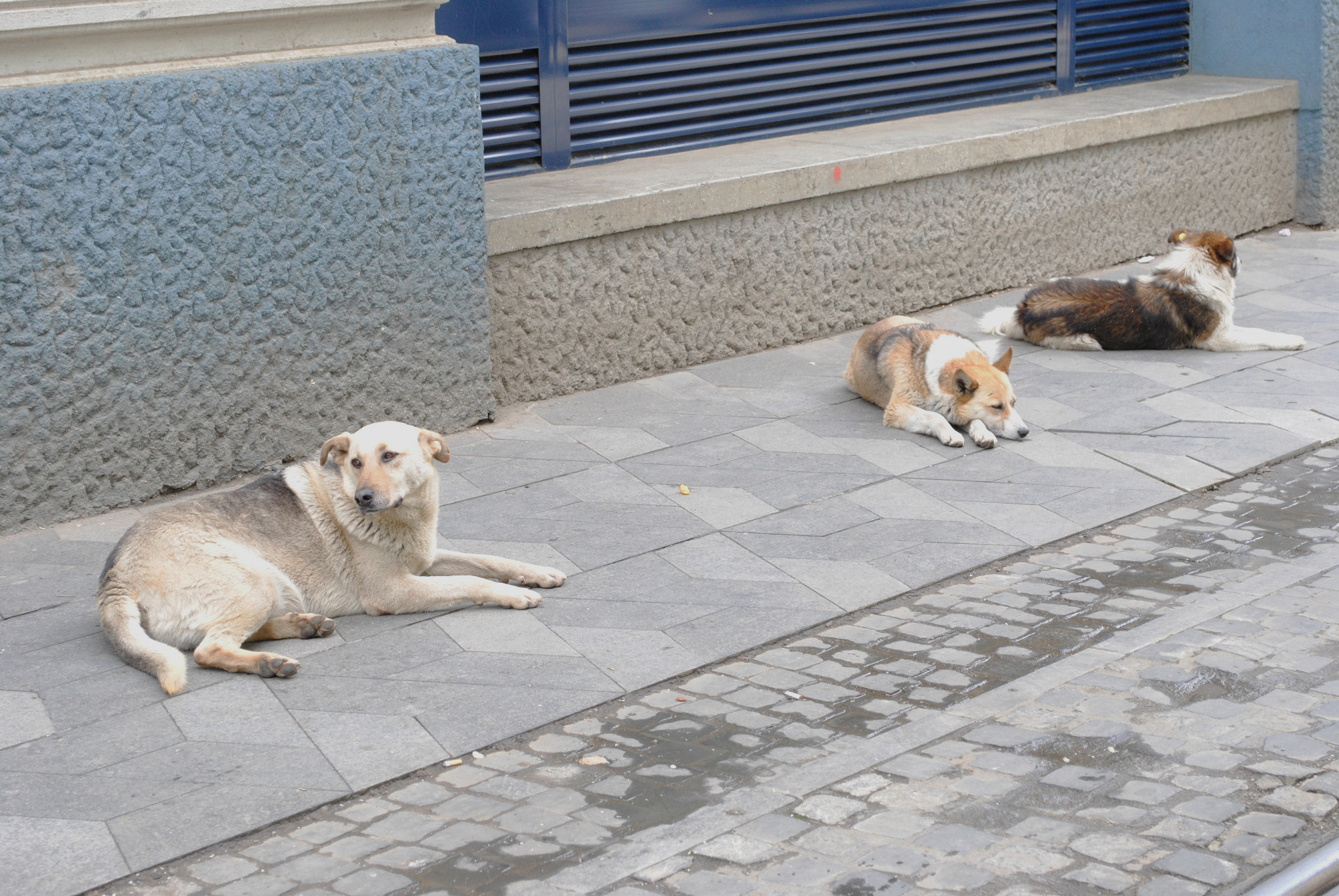 Ksar El Kbir-chiens-massacre-10